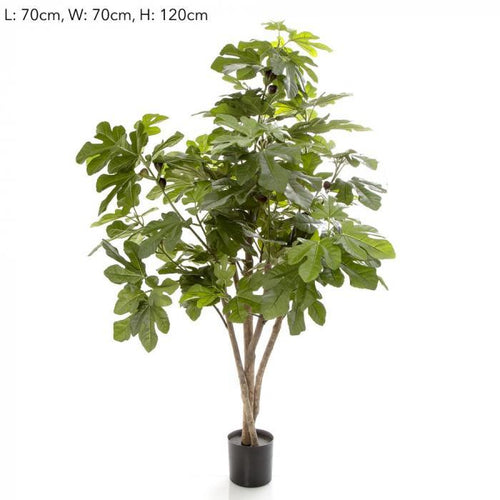 Florabelle 70cm Fig Tree w/158 Lvs 44 Fruits | Accessories | app store dev @@ABC ///[option4] 十月五日 11:53 