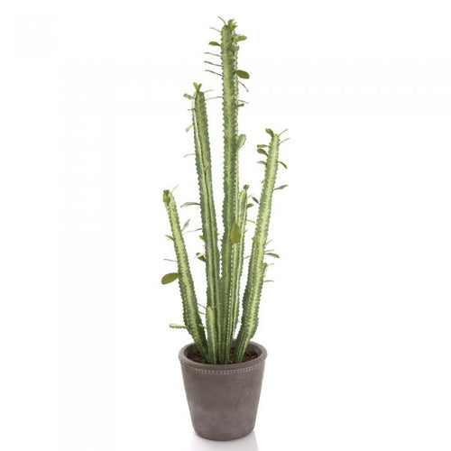 Florabelle Cactus in Pot 89cm Green | Accessories | app store dev @@ABC ///[option4] 十月五日 11:53 