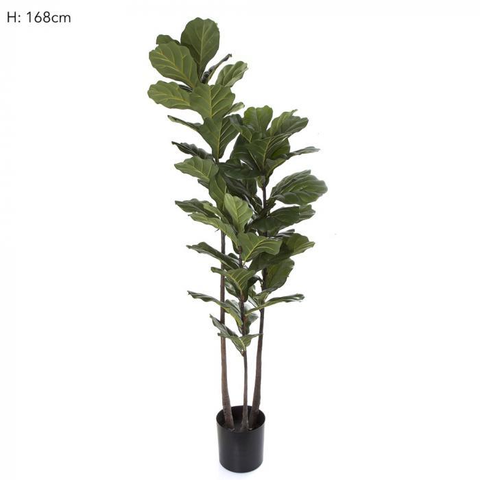 Florabelle Fiddle Leaf Tree 168cm | Accessories | app store dev @@ABC ///[option4] 十月五日 11:53 