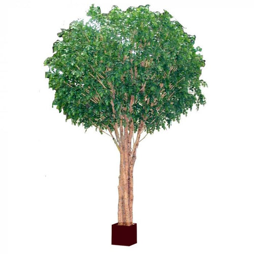Florabelle 5.7M Giant Beech Tree W/19824Lvs | Accessories | app store dev @@ABC ///[option4] 十月五日 11:53 