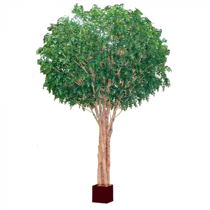 Florabelle 5.7M Giant Beech Tree W/19824Lvs | Accessories | app store dev @@ABC ///[option4] 十月五日 11:53 