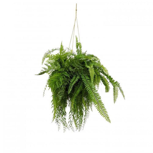 Florabelle Fern Hanging 90cm | Accessories | app store dev @@ABC ///[option4] 十月五日 11:53 