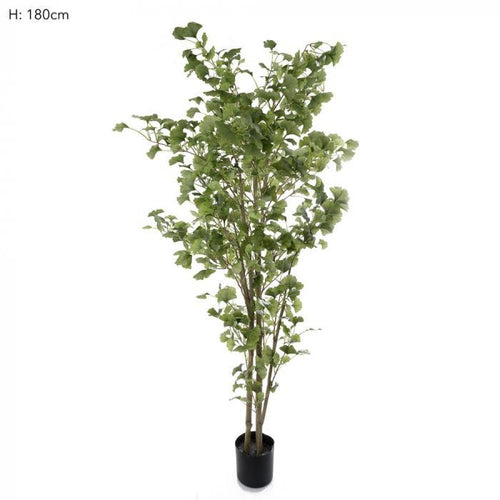 Florabelle Ginko Tree Potted 1.8m 786 Lvs | Accessories | app store dev @@ABC ///[option4] 十月五日 11:53 