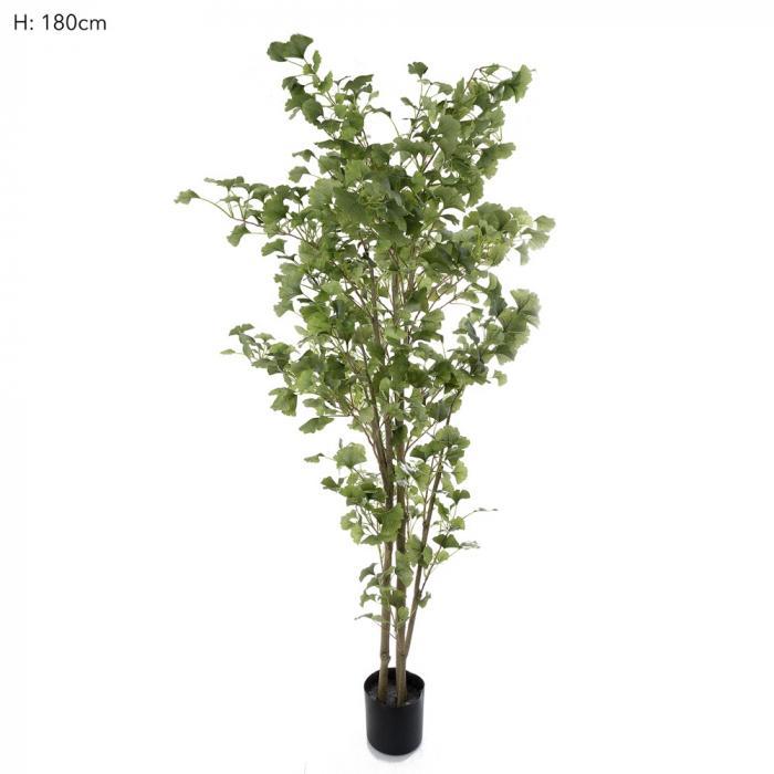 Florabelle Ginko Tree Potted 1.8m 786 Lvs | Accessories | app store dev @@ABC ///[option4] 十月五日 11:53 