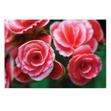 Load image into Gallery viewer, Jovic Trading Canvas Native Gems Set of 6 | Accessories | app store dev @@ABC ///[option4] 十月五日 11:53 
