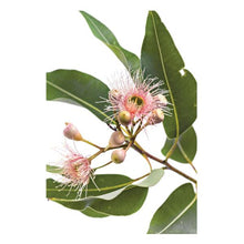 Load image into Gallery viewer, Jovic Trading Canvas Native Gems Set of 6 | Accessories | app store dev @@ABC ///[option4] 十月五日 11:53 
