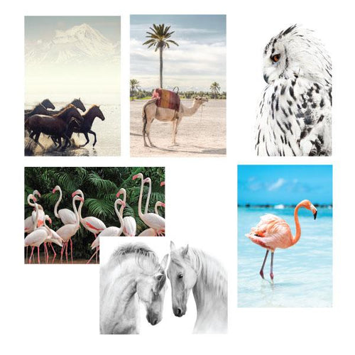 Jovic Trading Canvas Wild & Free Set of 6 | Accessories | app store dev @@ABC ///[option4] 十月五日 11:53 