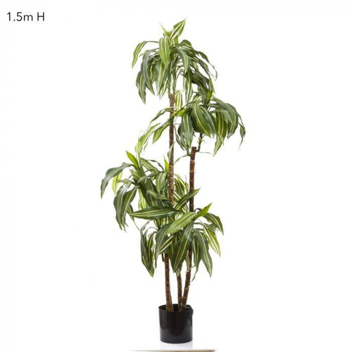 Florabelle Dracaena Fragrans Steud 1.5m | Accessories | app store dev @@ABC ///[option4] 十月五日 11:53 
