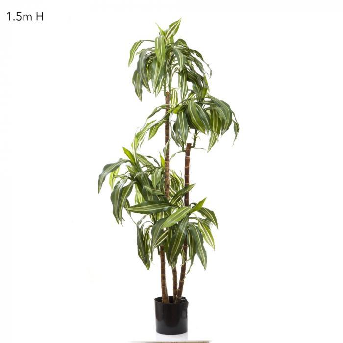 Florabelle Dracaena Fragrans Steud 1.5m | Accessories | app store dev @@ABC ///[option4] 十月五日 11:53 