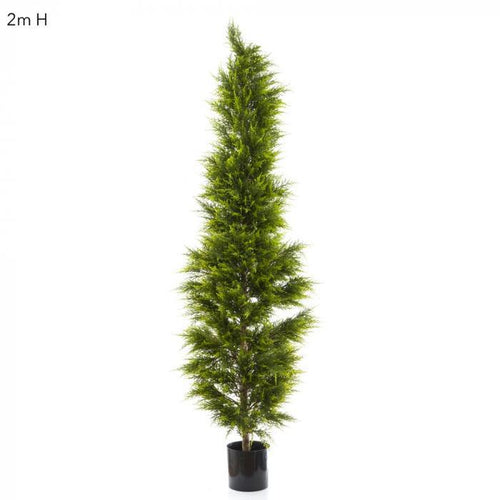 Florabelle Cypress Pine 2m | Accessories | app store dev @@ABC ///[option4] 十月五日 11:53 