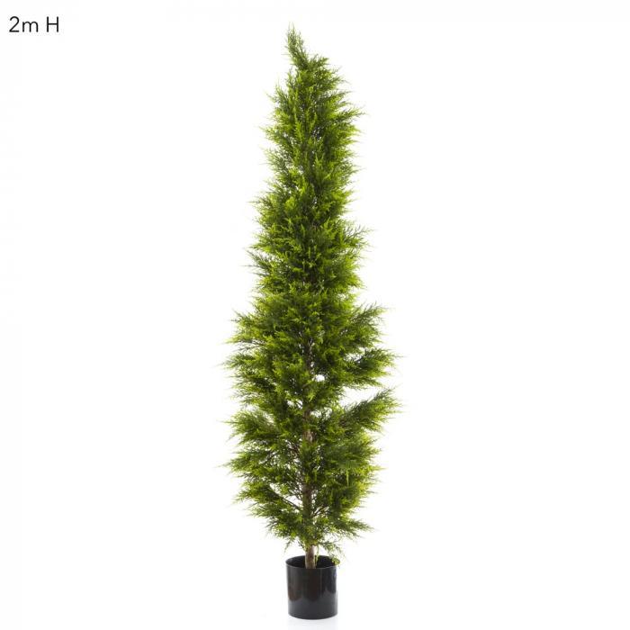 Florabelle Cypress Pine 2m | Accessories | app store dev @@ABC ///[option4] 十月五日 11:53 
