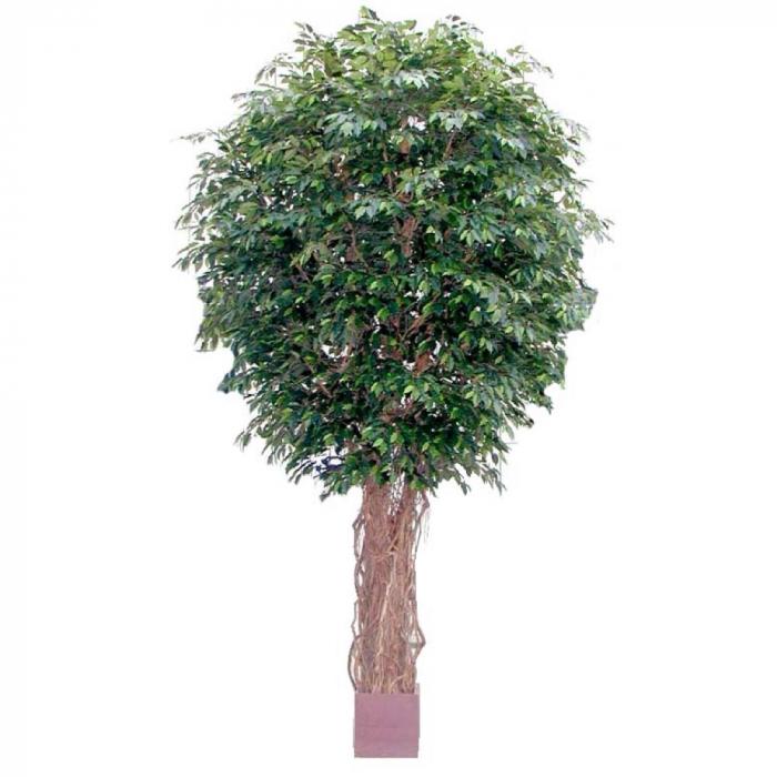 Florabelle 6.1M Giant Fat Ficus Liana 33792 Lvs | Accessories | app store dev @@ABC ///[option4] 十月五日 11:53 