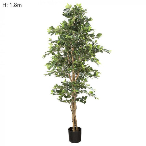 Florabelle Ficus Retusa Bush Tree 1.8m | Accessories | app store dev @@ABC ///[option4] 十月五日 11:53 