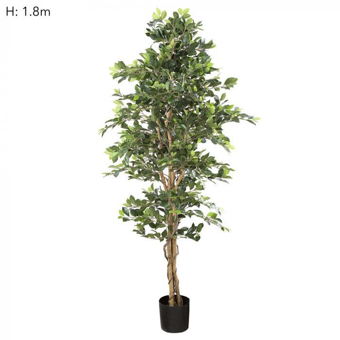 Florabelle Ficus Retusa Bush Tree 1.8m | Accessories | app store dev @@ABC ///[option4] 十月五日 11:53 
