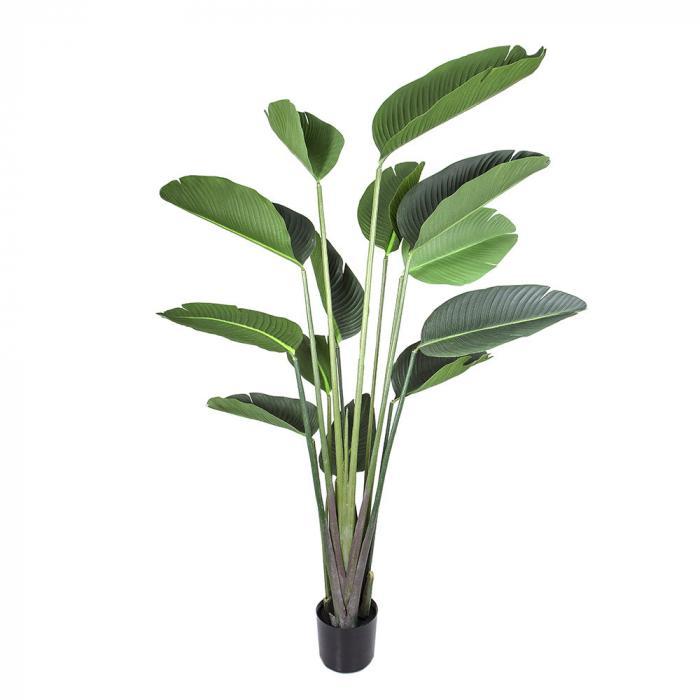 Florabelle Bird of Paradise 13 Lvs 1.8m | Accessories | app store dev @@ABC ///[option4] 十月五日 11:53 