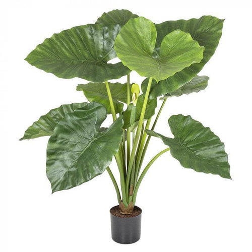 Florabelle 80cm Alocasia Calidora Potted 11 Lvs 2 B | Accessories | app store dev @@ABC ///[option4] 十月五日 11:53 