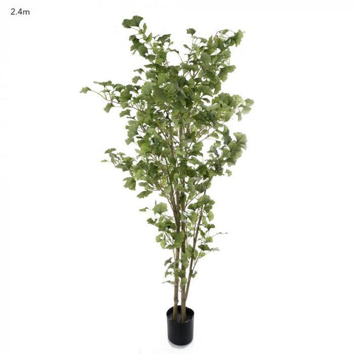 Florabelle Ginko Tree 2.4m Potted | Accessories | app store dev @@ABC ///[option4] 十月五日 11:53 