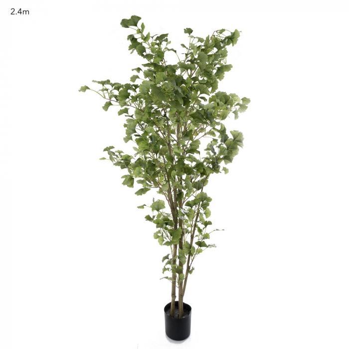 Florabelle Ginko Tree 2.4m Potted | Accessories | app store dev @@ABC ///[option4] 十月五日 11:53 