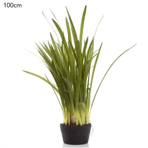 Florabelle Cymbidium Leaves in Soil Pot | Accessories | app store dev @@ABC ///[option4] 十月五日 11:53 