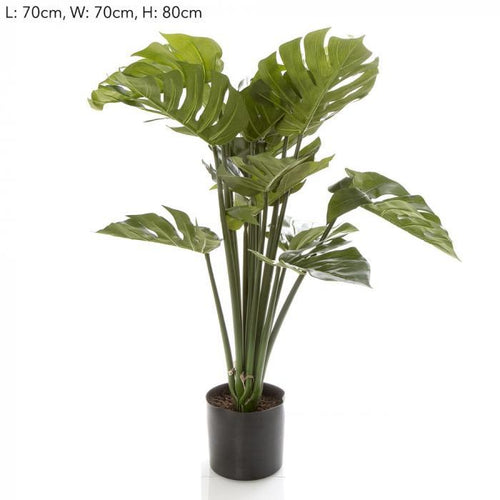 Florabelle 80cm Monstera Split Philo Potted w/15 Lv | Accessories | app store dev @@ABC ///[option4] 十月五日 11:53 