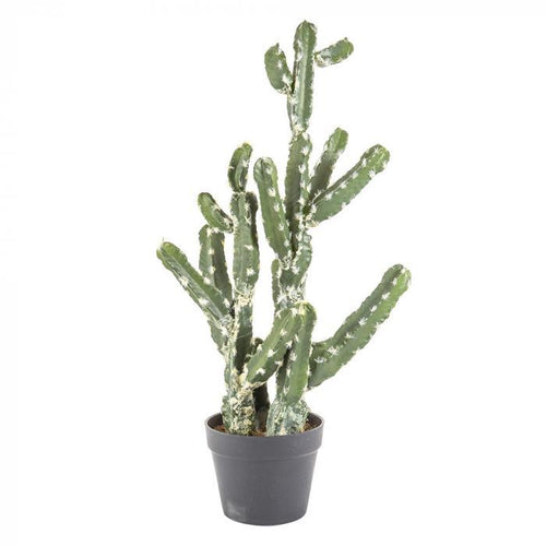 Florabelle Cactus Vegas in Pot 72cm | Accessories | app store dev @@ABC ///[option4] 十月五日 11:53 