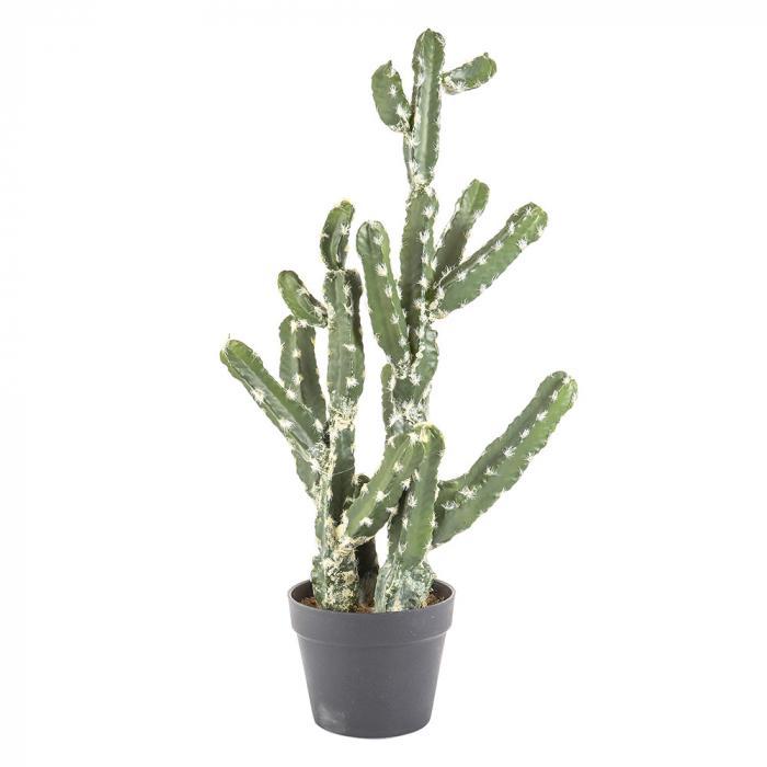 Florabelle Cactus Vegas in Pot 72cm | Accessories | app store dev @@ABC ///[option4] 十月五日 11:53 