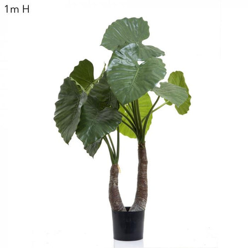 Florabelle Alocasia Calidora 1m W/13 Lves | Accessories | app store dev @@ABC ///[option4] 十月五日 11:53 