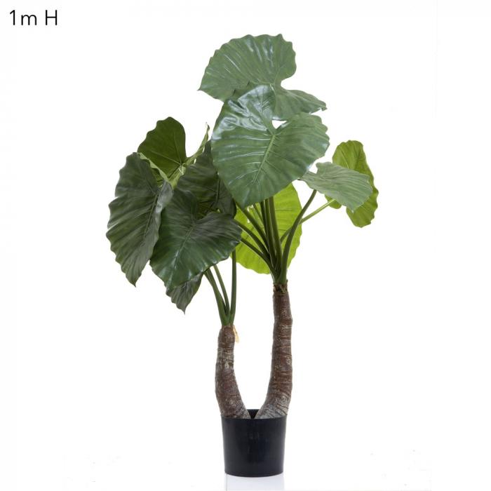 Florabelle Alocasia Calidora 1m W/13 Lves | Accessories | app store dev @@ABC ///[option4] 十月五日 11:53 
