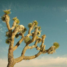 Load image into Gallery viewer, Bandhini Homewear Design Antique Yucca | Accessories | app store dev @@ABC ///[option4] 十月五日 11:53 
