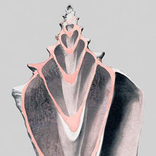 Load image into Gallery viewer, Bandhini Homewear Design Victorian Shells 5 - Wall Art | Accessories | app store dev @@ABC ///[option4] 十月五日 11:53 
