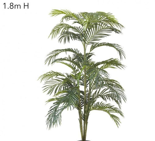 Florabelle Areca Palm x 7 - 1.8m | Accessories | app store dev @@ABC ///[option4] 十月五日 11:53 