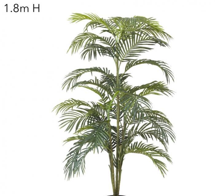 Florabelle Areca Palm x 7 - 1.8m | Accessories | app store dev @@ABC ///[option4] 十月五日 11:53 