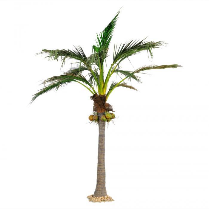 Florabelle 5.9M Giant Coconut Palm 1348Lvs 7 Fruits | Accessories | app store dev @@ABC ///[option4] 十月五日 11:53 
