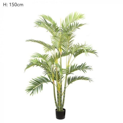 Florabelle Areca Palm Multi Trunk 1.5m | Accessories | app store dev @@ABC ///[option4] 十月五日 11:53 