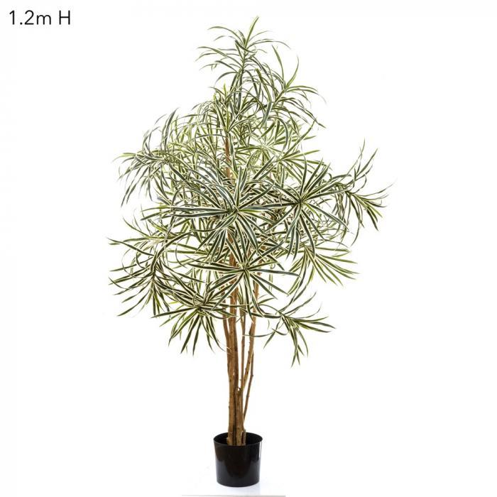 Florabelle Dracaena Reflexa Anita Variegated 1.2m | Accessories | app store dev @@ABC ///[option4] 十月五日 11:53 