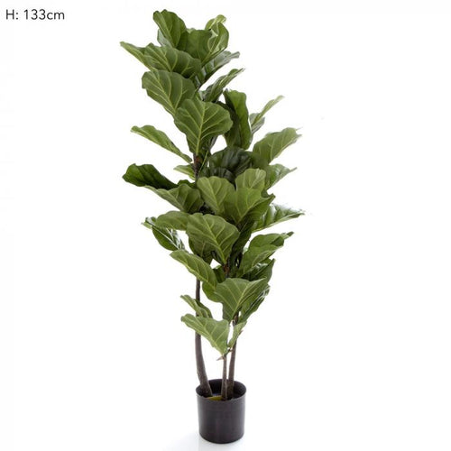 Florabelle 133cm Fiddle Leaf Tree w/59 Lvs | Accessories | app store dev @@ABC ///[option4] 十月五日 11:53 