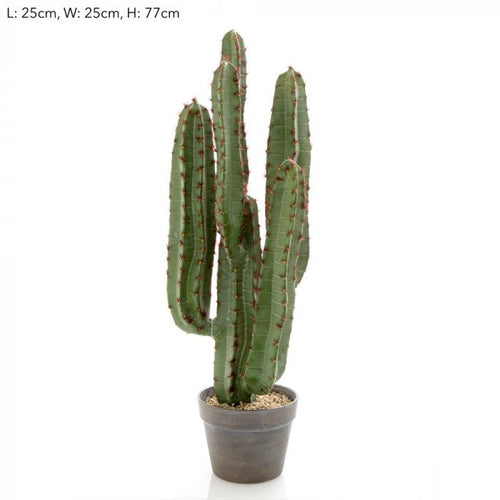 Florabelle Desert Cactus 82cm | Accessories | app store dev @@ABC ///[option4] 十月五日 11:53 