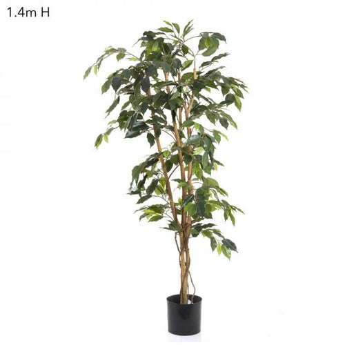 Florabelle Ficus 1.2m | Accessories | app store dev @@ABC ///[option4] 十月五日 11:53 