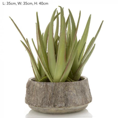 Florabelle Aloe potted | Accessories | app store dev @@ABC ///[option4] 十月五日 11:53 