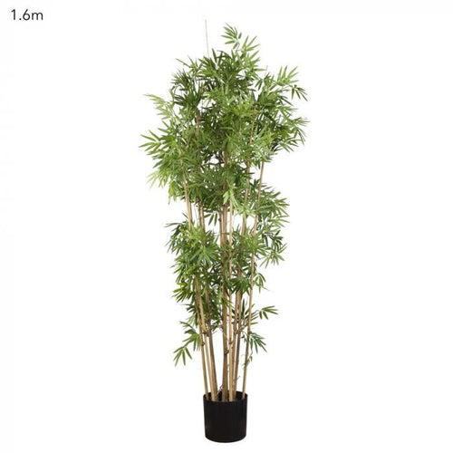 Florabelle Japanese Bamboo Tree 1.6m | Accessories | app store dev @@ABC ///[option4] 十月五日 11:53 