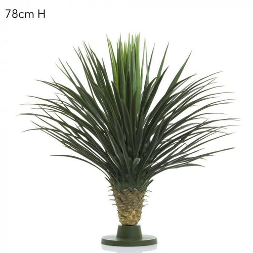 Florabelle Giant Yucca Rostrata W/176 Lves 78cm | Accessories | app store dev @@ABC ///[option4] 十月五日 11:53 