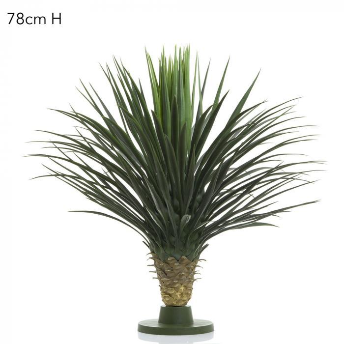 Florabelle Giant Yucca Rostrata W/176 Lves 78cm | Accessories | app store dev @@ABC ///[option4] 十月五日 11:53 