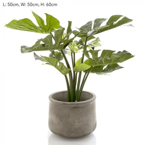 Florabelle 63cm Potted Monstera | Accessories | app store dev @@ABC ///[option4] 十月五日 11:53 