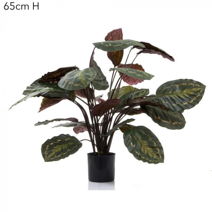 Florabelle Calathea Fasciata 65cm Green/Red | Accessories | app store dev @@ABC ///[option4] 十月五日 11:53 