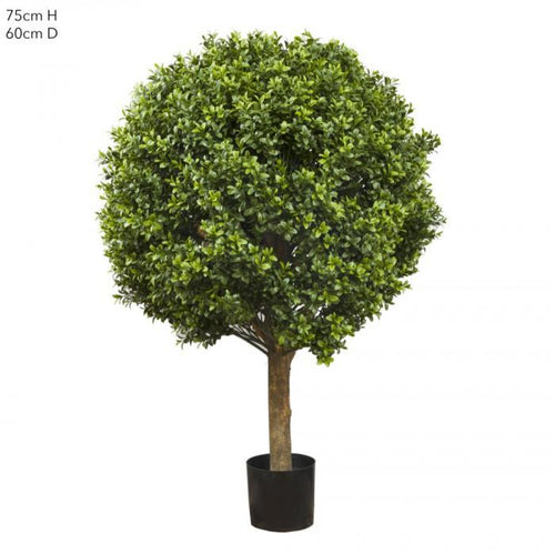 Florabelle Boxwood Ball Tree 75cm (Dia 60cm) | Accessories | app store dev @@ABC ///[option4] 十月五日 11:53 