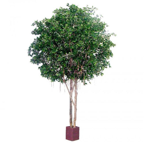 Florabelle Ficus Retusa Giant 12960Lvs 3.05M | Accessories | app store dev @@ABC ///[option4] 十月五日 11:53 