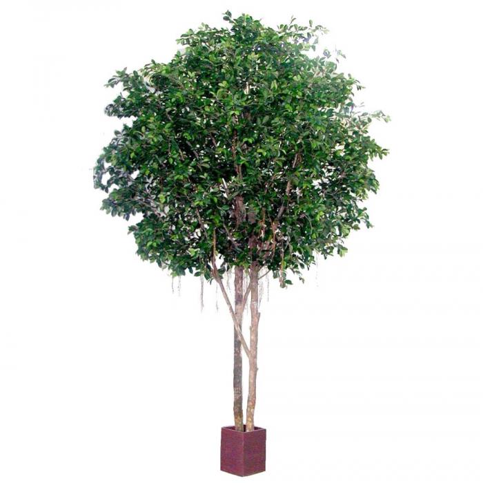 Florabelle Ficus Retusa Giant 12960Lvs 3.05M | Accessories | app store dev @@ABC ///[option4] 十月五日 11:53 