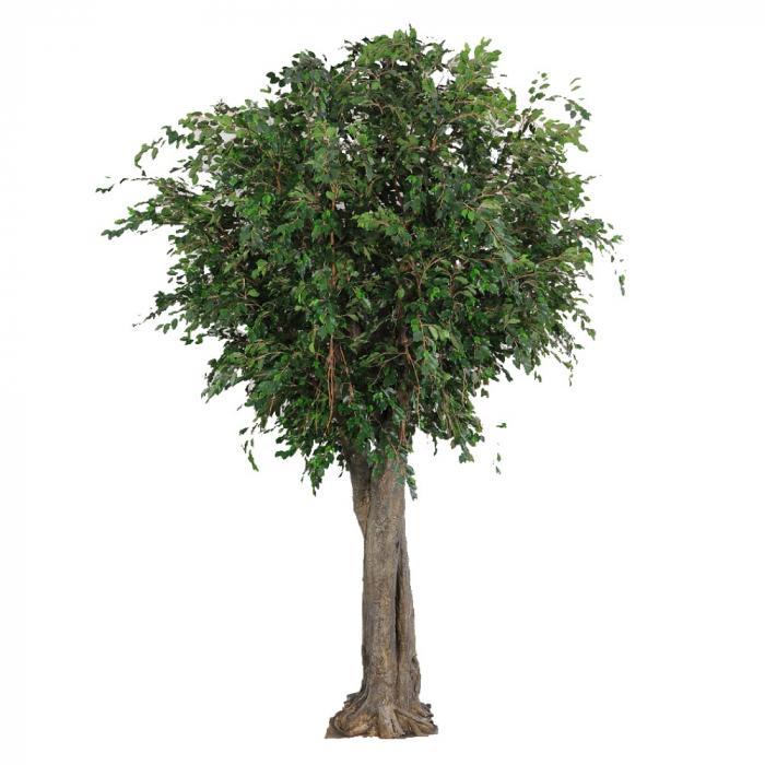 Florabelle 6M Giant Ficus Exotica Tree 27072 Lvs | Accessories | app store dev @@ABC ///[option4] 十月五日 11:53 