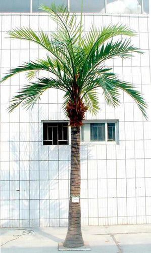 Florabelle 5.5m Coconut Palm x19 w 1425 Lvs | Accessories | app store dev @@ABC ///[option4] 十月五日 11:53 