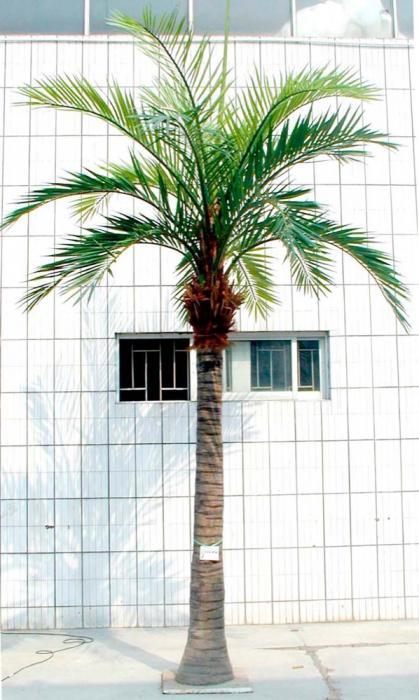Florabelle 5.5m Coconut Palm x19 w 1425 Lvs | Accessories | app store dev @@ABC ///[option4] 十月五日 11:53 